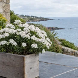 Ibéris toujours vert 'Piece' (Iberis master) — arbuste fleuri en bac bois sur terrasse côtière · Photo d'illustration