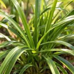 Hemerocalle (Hemerocalle thumbellina) — touffe de longues feuilles vertes étroites · Photo d'illustration