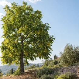 Noyer noir d'amérique 'Jni 900 france' (Juglans nigra) — grand arbre isolé près d'un muret en pierre