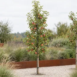 Pommier 'M9' (Malus domestica) — jeune arbre fruitier tuteuré dans massif minéral · Photo d'illustration