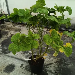 Géranium au parfum de citronelle (Pelargonium vitifolium) — plante touffue au feuillage vert en pot noir · Pot 3L