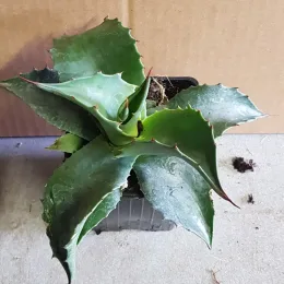 Agave à feuilles ovales (Agave ovatifolia) — rosette de feuilles succulentes vertes en pot plastique · Godet