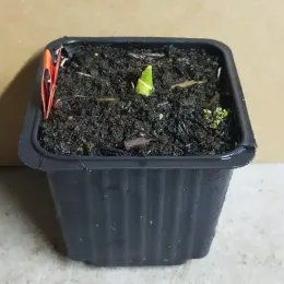 Ail d'ornement (Allium bulgaricum) — petite pousse verte émergeant d’un pot noir · Godet
