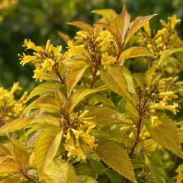 Diervillée 'Splendens 'magical fly' (Diervilla) — arbuste dense aux petites fleurs jaunes tubulaires · Photo d'illustration