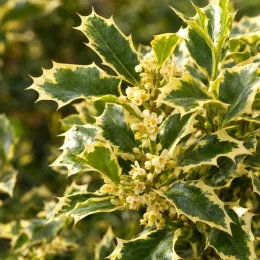 Osmanthus 'Variegatus' (Osmanthus heterophyllus) — feuillage panaché et petites fleurs crème en grappes
