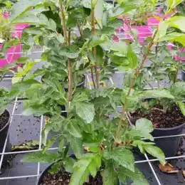 Fruitier 'Burka' (Sorbus fallax) — jeune arbuste vert en pot sur table de culture · Pot 3L