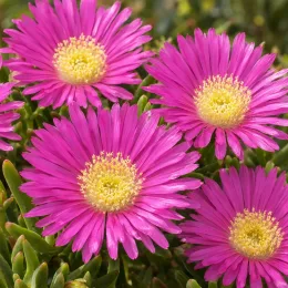 Carpobrotus 'Pink' (Carpobrotus edulis) — gros plan de fleurs roses rayonnantes · Photo d'illustration
