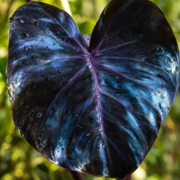 Oreille d'éléphant géante noir au coeur violet 'Painted black gecko' (Colocasia esculenta) — gros plan sur une grande feuille sombre brillante · Photo d'illustration