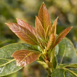 Avocatier race antillaise 'Degania' (Persea americana) — jeunes pousses colorées sur feuillage mature · Photo d'illustration