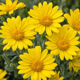 Marguerite des savanes (Euryops pectinatus) — gros plan sur plusieurs fleurs jaunes ouvertes · Photo d'illustration