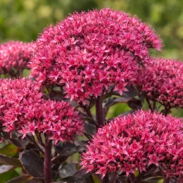 Sedum 'Cherry' (Sedum nova) — gros plan sur ombelles de petites fleurs roses · Photo d'illustration