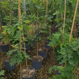Chêne rouge d'amérique (Quercus rubra) — alignement de jeunes arbres tuteurés en conteneurs noirs · Pot 8L Baliveau