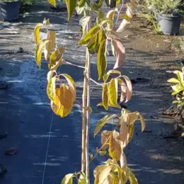 Plaqueminier lotier (Diospyros lotus) — jeune arbre en pot au feuillage jaunissant · Pot 3L Baliveau