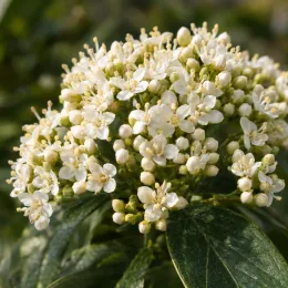 Viorne de david 'Yin' (Viburnum davidii) — grappe de petites fleurs blanches et boutons