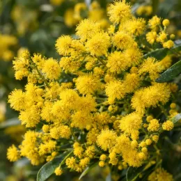 Mimosa d'hiver (Acacia acinacea) — boulettes de fleurs jaunes denses sur feuillage vert · Photo d'illustration