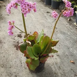 Bergénie à feuilles cordées (Bergenia cordifolia) — plant fleuries roses en pot plastique noir au sol · Pot 2.5L