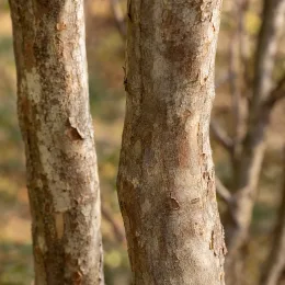 Cornouiller du japon 'Samaritan' (Cornus kousa) — gros plan sur troncs à écorce beige · Photo d'illustration