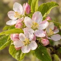 Pommier 'Braeburn' (Malus domestica) — fleurs blanches et roses en grappes, gros plan · Photo d'illustration