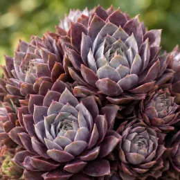 Joubarbe à rosette couleur prune 'Plum parfait' (Sempervivum) — rosettes succulentes serrées aux tons prune et gris · Photo d'illustration