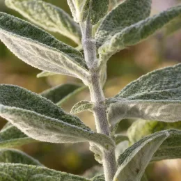 Sauge du mexique 'Santa barbara' (Salvia leucantha) — gros plan sur tiges et feuilles velues · Photo d'illustration