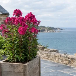 Phlox 'Tenor' (Phlox paniculata) — fleurs roses vives en pot sur terrasse côtière · Photo d'illustration