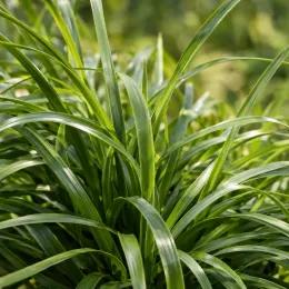 Lomandra 'Green allure' (Lomandra confertifolia) — touffe dense de longues feuilles étroites · Photo d'illustration