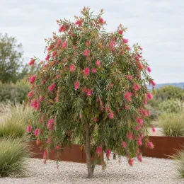 Rince-bouteilles 'Bright pink' (Callistemon) — arbuste ornemental aux longues fleurs roses retombantes
