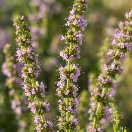 Menthe de gattefossé (Mentha gattefossei) — épis dressés de petites fleurs mauves · Photo d'illustration