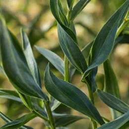 Alstrœmères (Alstroemeria) — gros plan sur longues feuilles lancéolées vertes · Photo d'illustration