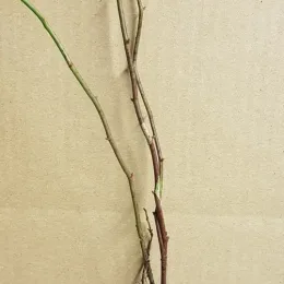 Rosier 'Inermis' (Rosa hybrida) — tiges nues de jeune plant contre fond beige · Godet