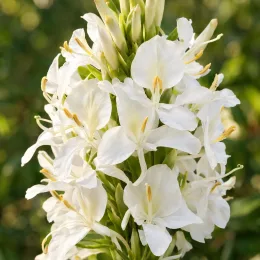 Gingembre ornemental (Hedychium coronarium) — grappe dense de fleurs blanches délicates · Photo d'illustration