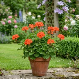 Géranium au parfum de fleur d'oranger 'Prince of orange' (Pelargonium × citriodorum) — potée de fleurs orangées sur terrasse de jardin