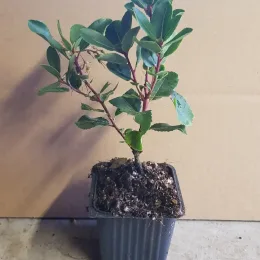 Arbousier. arbre aux fraises 'Rubra' (Arbutus unedo) — jeune plant arbustif au feuillage vert en pot · Godet