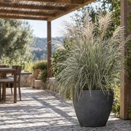 Miscanthus 'Morning light' (Miscanthus sinensis) — grande graminée en pot sur terrasse ensoleillée · Photo d'illustration