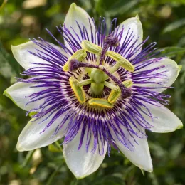 Passiflore bleue 'Purple haze' (Passiflora caerulea) — gros plan sur fleur exotique bicolore ouverte · Photo d'illustration