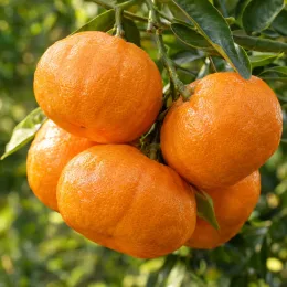 Mandarinier satsuma maxima 'Maxima' (Citrus unshui) — gros plan de fruits orangés groupés sur rameau