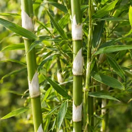 Bambou non traçant 'Pingwu' (Fargesia robusta) — tiges dressées avec feuillage dense de bambou · Photo d'illustration