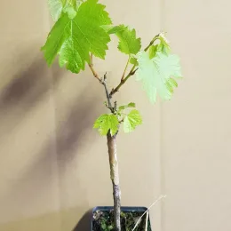 Vigne 'Chardonnay' (Vitis vinifera) — jeune plant greffé en pot de culture · Pot 1.5L