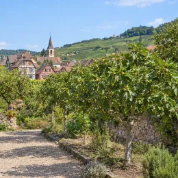 Figuier 'Blanquette' (Ficus carica) — alignement d'arbres fruitiers devant village viticole