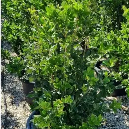 Troène du texas (Ligustrum texanum) — arbuste dense au feuillage vert brillant en pot · Pot 35L