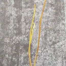 Tetradium (Tetradium daniellii) — jeune plant à longues tiges nues en pot · Godet