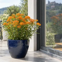 Asclépiade tubéreuse (Asclepias tuberosa) — plante fleurie orange en pot bleu vernissé