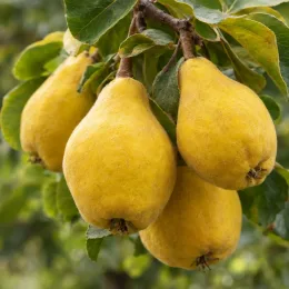 Cognassier ba29 'Provence ba29' (Cydonia oblonga) — gros plan de fruits jaunes en grappe · Photo d'illustration