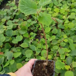 Kiwi 'Hayward' (Actinidia deliciosa) — jeune plant tenu en main devant semis · Godet
