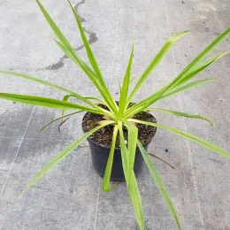 Lis du mexique (Beschorneria calcicola) — jeune plante aux longues feuilles étroites en pot · Pot 3L