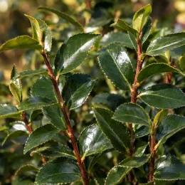 Camelia 'Pink goddess' (Camelia sasanqua) — feuillage vert brillant sur tiges brun rouge · Photo d'illustration