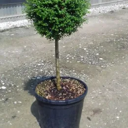 Troène du japon (Ligustrum jonandrum) — arbuste formé en boule sur tige fine · Pot 18L Tige