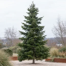 Sapin pectiné (Abies alba) — grand conifère isolé sur allée gravillonnée · Photo d'illustration