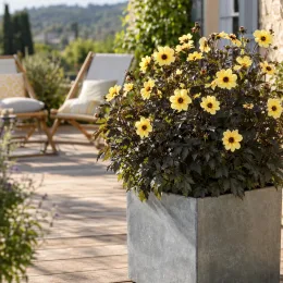 Dahlia 'Out' — plante buissonnante à fleurs jaunes sur terrasse · Photo d'illustration