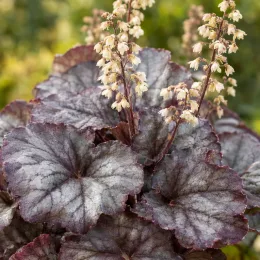 Heuchères 'Caffe frappe' (Heuchera) — gros plan de feuillage panaché avec hampes florales · Photo d'illustration